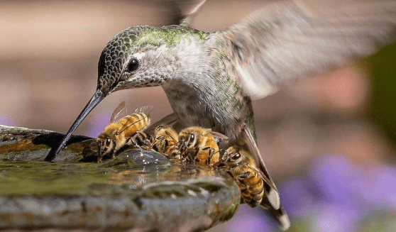 Screen Shot 2017-06-01 at 6.07.29 PM